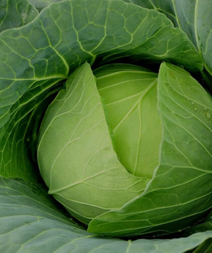 Cool Cabbage